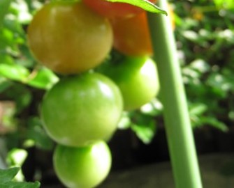 ƂĂPĂg}goWׂɐAȂˁI