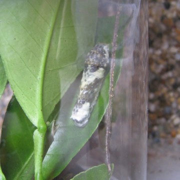 ܂ő傫Ɨcĕ邯ǁi΁j