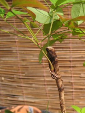 iuAnׂ͋󂢂Ă邵A܂ւ`v