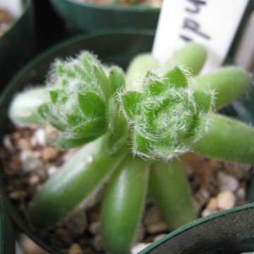 e̎͂ĊȂ񂾂ǁcȂɖтӂӂȕiȂ񂾂