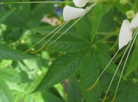 AV܂ŗVтɗĂāA܂ɒÂ߂ȂԁB