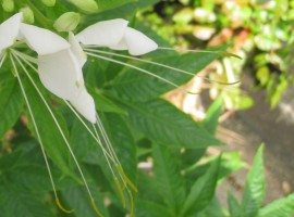 Ȃ݂Ɉꕔ̃Vc͑璆ł