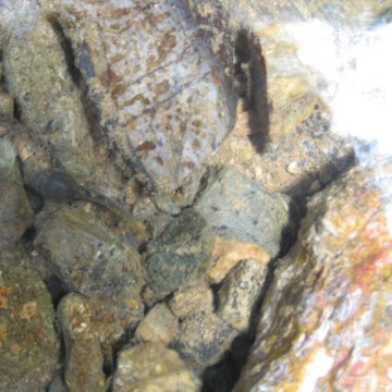 ʐ^ɐႤƋ߂ł傤i΁je̗͒lYȐŖĂ܂