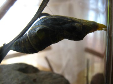 тIȂɗ΂̂ɁIIȂɓIII`I