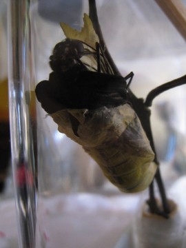 ǂȃ^C~OŉH悤Ǝv񂾂낤B6/28匂ɂȂ̂ǁB