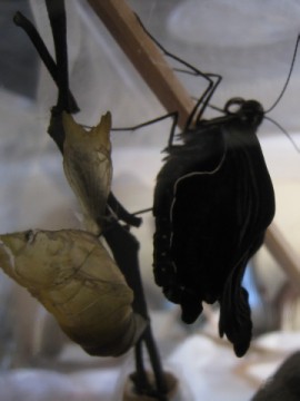 ͂߂͂ガƂĂ̖̂c肪ˁB