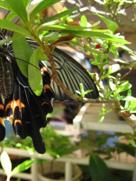 Ȃ̂͊֌WȂ̂ȁHłʔ˂