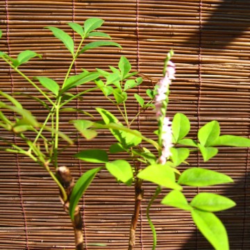 񂽁IVɎBIII@@@AɎIii΁jj