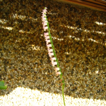 Ђ˂ČǁAlWԂ̐Eł͂Ђ˂Ȃ񂽂Ђ˂񂩁Hi΁j