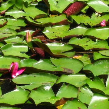 tƓŁXHłg{͊撣ĂȂI