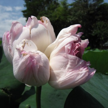 OoĂȂɗǂ̂̂I܂͂ς邯ǂˁ