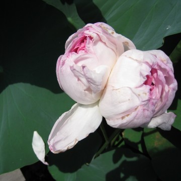 \A܂񂶂イĂĉ̂˂