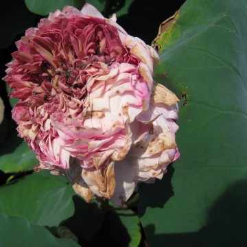 ԏł͂邯ǁAԕق͔̐[ȂłI