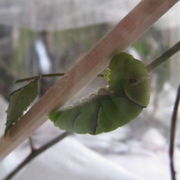 Ȃ񂩁cNbT݂ČcʖځHi΁j