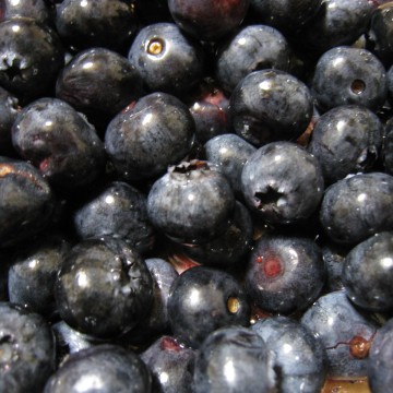 傫ȗXƂĂc{ɔłA肪Ƃ܂I