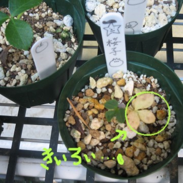 łꖇ̗t́A΂Ȃ񂾁cǂĂȂ̂ȂH֐̉Ă͂ς菋H