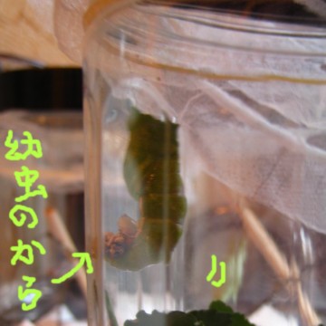 ӂӂcӂӂcӂӂcӂӂc