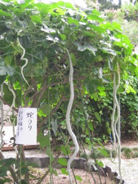 ǂǂ񒷂Ȃ̂ȁHǂꂮ炢ŒȂ񂾂낤H