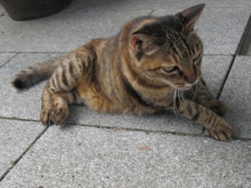 OOĂAƕłƂ΂ɕĂāczi΁j