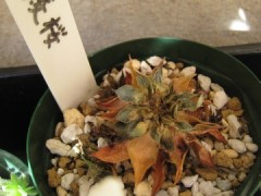 cȎȂAq؂藣Ƃ΁cłqƓ񂾂˂B