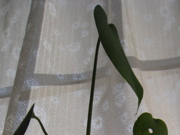 tς̌́c܂Ȃłc傫AւȂHHH