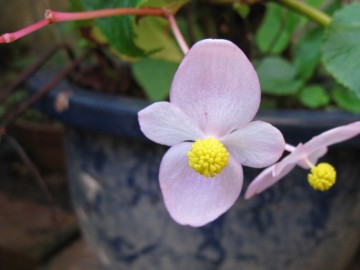 Ђ肵ɂ邩炩ȁH₵C[Wɂ񂸁B