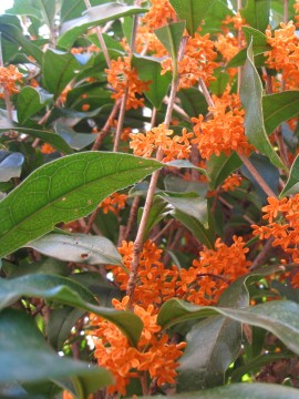 w偂̑悭LNZCcȊo肵܂B