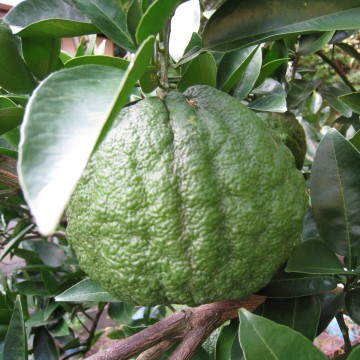 ́AwZ̎؉ŁA搶ɖȂAqMqB