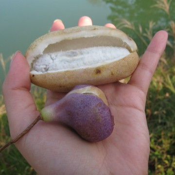 oii݂ȔScƌƁAoiiHׂւ񂩂ȂB