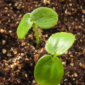 ͂߂͉΂łAXɗ΂ȂĂĂ܂I