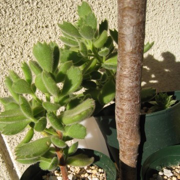 傫ȎĂ炠tρĉRoł