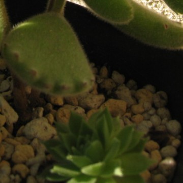 ̃Ji_PCg͂ȂYɐ璆cǂꏊH