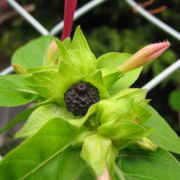 A̍⡏ׂ̗̔ɂ񂾂˂