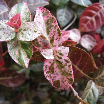 ؂ƔtقڂȂȂ̂˂cAB