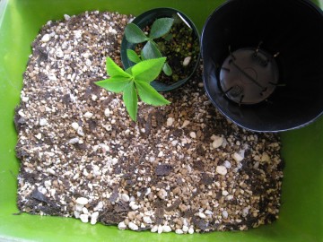 ܂܁[An͔ĂA[ICg΂悩ȂcČォvÁi΁j