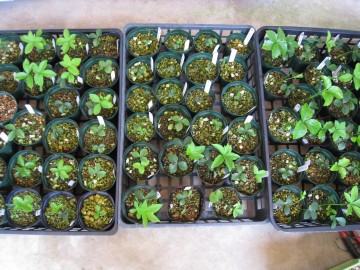 ۂނĂāc̑傱ƓĂcPɂPx͑Ă񂾂ǂȂB