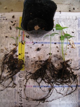 ɃT[NOĂ܂cQ炢Bςx傫烍O̔ȁcB