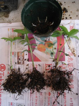 ͉iȂ񂾂ǖxガƂẮI