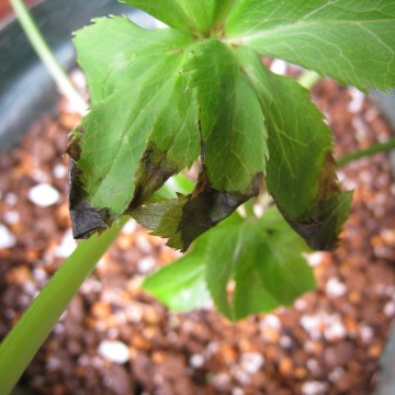 ̏ǏȂ炻ȂɋCɕa܂ȂĂvIȗ΂͎cČAI