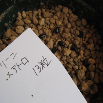 ꗱ̒EȂcN_܂ł͒EȂłI