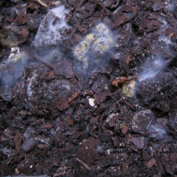 ܂񂾂̂ƁAf񂾂ˁHƁB