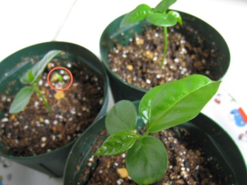 tς̑傫͂ǂǂ傫Ȃ́