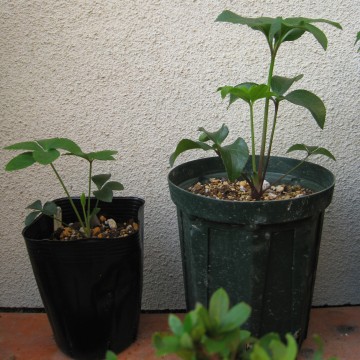 ̑傫AĂ傫ȂcccāA͂I߂悤ij