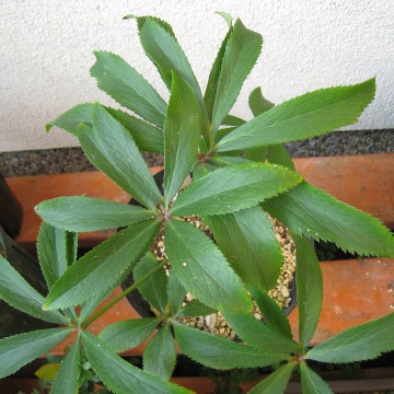 ̑OȊ̗tςɂȂ̂ȂiNNj