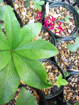 no܁A肪Ƃ܂߁X݂ɍs˂I