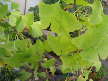 c܂ɗ΂ō܂ōڂꂸ߂Ăʐ^łAՂՂՁI