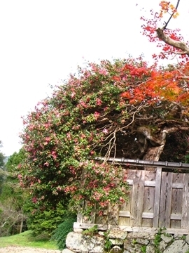 ̖؂1657NɐAꂽ̂Łc