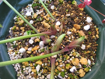 Ɨtς̏̕܂łƂƂΗǂB