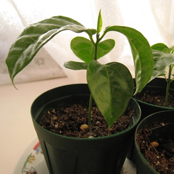 tςȂ傫Ȃ܂ācӂӂӁ`