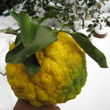 ̎̂Ђ猩Ȃ˂i΁j傫ȂI